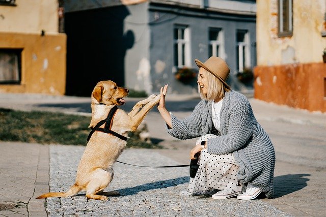 Hitzegefahr - Hund im Auto