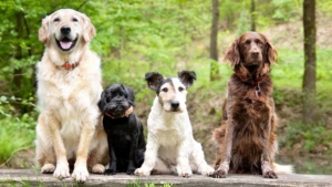 Ernährung bei Hunden