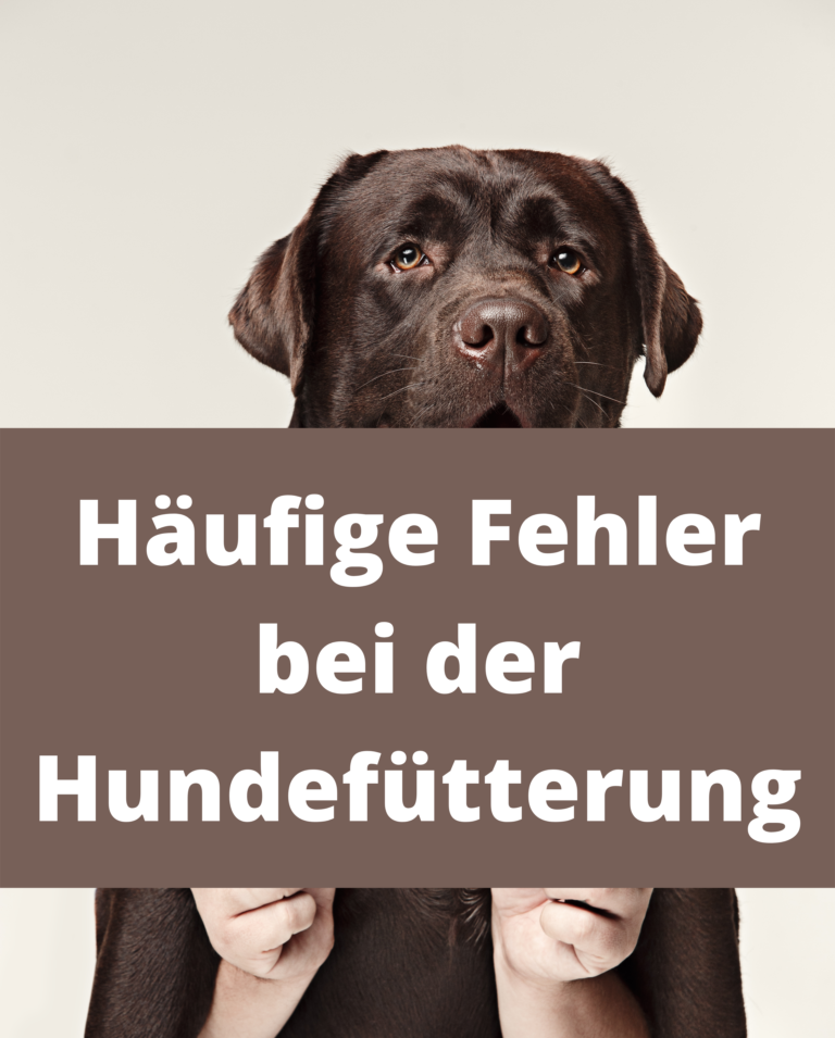 Pankreasinsuffizienz beim Hund Erfahrungsbericht über Heilung