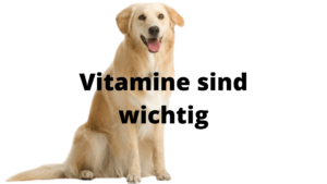 Ernährung bei Hunden