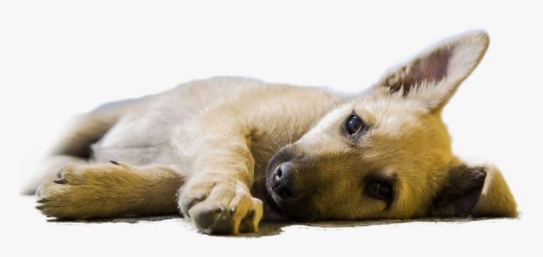 Pankreasinsuffizienz beim Hund Tierschutz im Netz