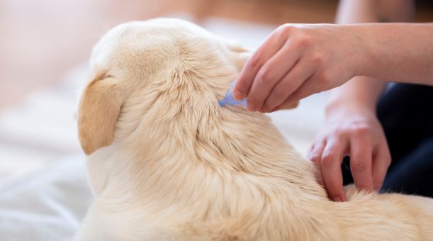 Zecken beim Hund