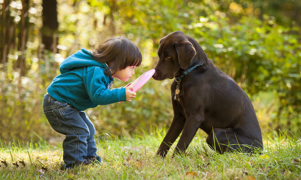 Pankreasinsuffizienz bei Hunden Schwäche der Bauchspeicheldrüse