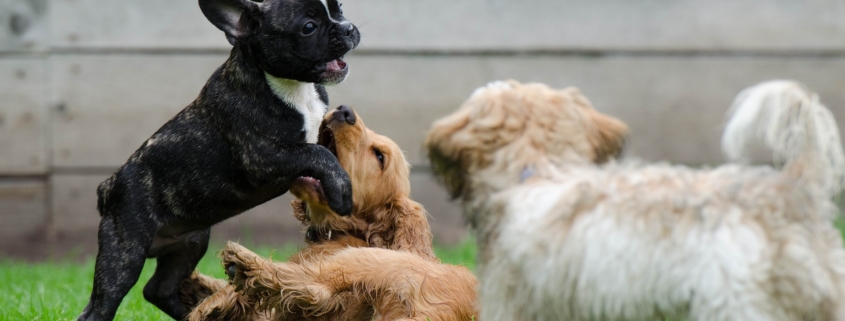 Hund aus dem Tierheim adoptieren Tierschutz im Netz Hundeblog