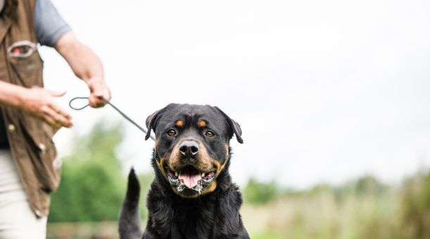 Hitzegefahr - Hund im Auto