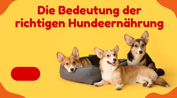 Die Bedeutung der richtigen Hundeernährung: Grundlagen und Prinzipien