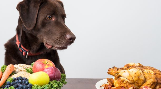 Grundlagen der Hundeernährung